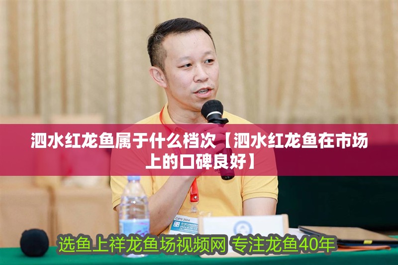 鸚鵡魚和銀龍魚混養怎樣喂食 泗水紅龍魚屬于什么檔次【泗水紅龍魚在市場上的口碑良好】 水族問答 泗水紅龍魚屬于什么檔次【泗水紅龍魚在市場上的口碑良好】 泗水紅龍魚屬于什么檔次【泗水紅龍魚在市場上的口碑良好】 水族問答