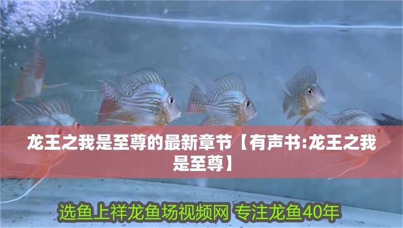 龍王之我是至尊的最新章節(jié)【有聲書:龍王之我是至尊】