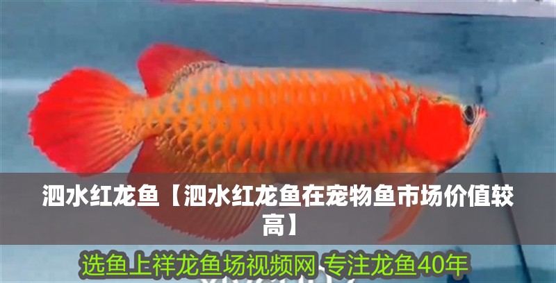 泗水紅龍魚【泗水紅龍魚在寵物魚市場價值較高】
