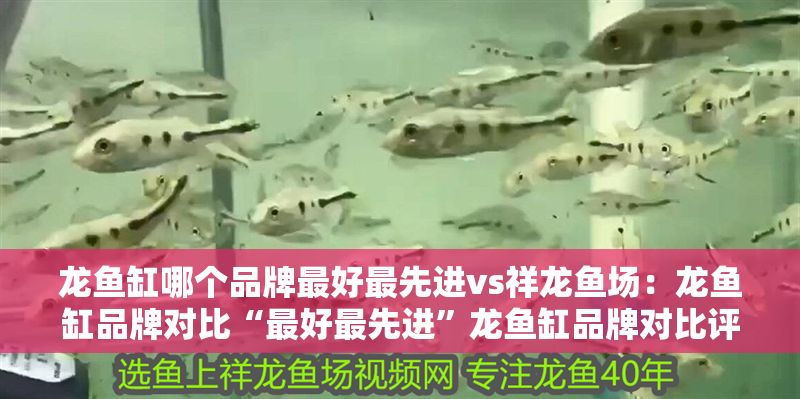 龍魚缸哪個品牌最好最先進vs祥龍魚場：龍魚缸品牌對比“最好最先進”龍魚缸品牌對比評測