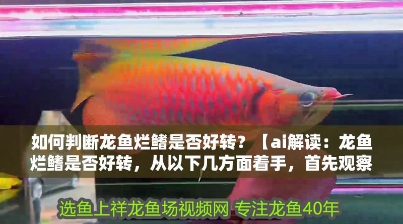 如何判斷龍魚爛鰭是否好轉？【ai解讀：龍魚爛鰭是否好轉，從以下幾方面著手，首先觀察外觀】 如何判斷龍魚爛鰭是否好轉？【ai解讀：龍魚爛鰭是否好轉，從以下幾方面著手，首先觀察外觀】 龍魚百科