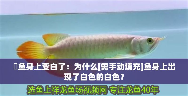 魟魚身上變白了：為什么[需手動填充]魚身上出現了白色的白色？