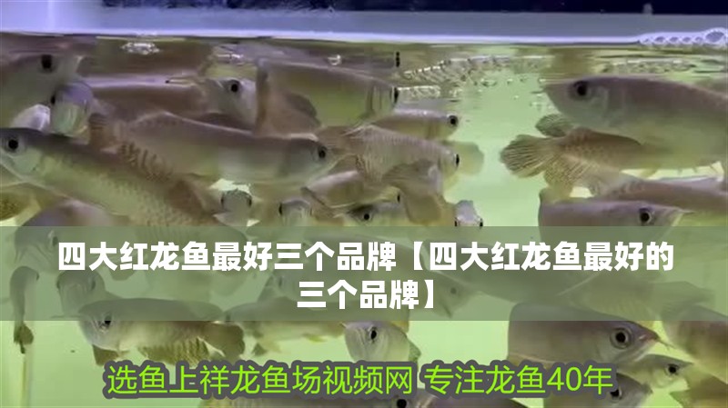 四大紅龍魚最好三個品牌【四大紅龍魚最好的三個品牌】