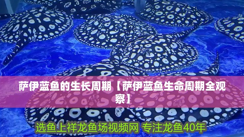 薩伊藍魚的生長周期【薩伊藍魚生命周期全觀察】