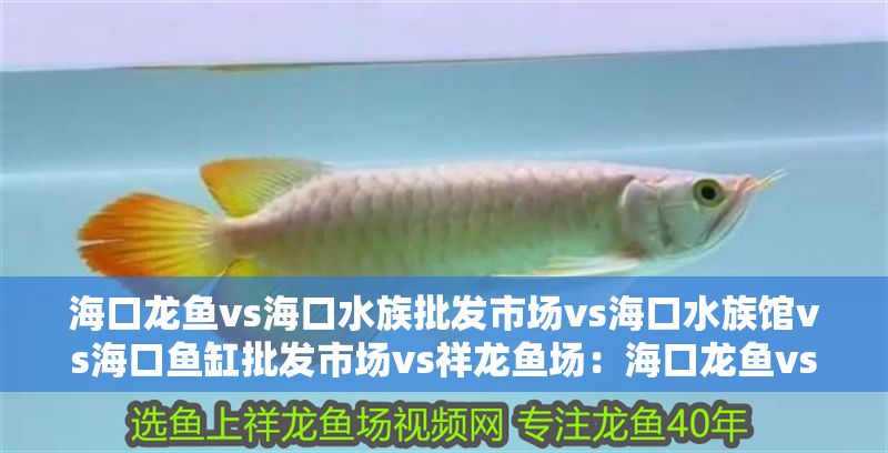 ?？邶堲~vs?？谒迮l市場vs?？谒屦^vs?？隰~缸批發市場vs祥龍魚場：?？邶堲~vs海口水族批發市場 海口龍魚vs海口水族批發市場vs?？谒屦^vs海口魚缸批發市場vs祥龍魚場：?？邶堲~vs?？谒迮l市場 祥龍魚場各市分站 第2張