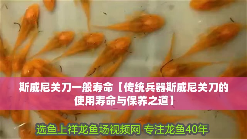 斯威尼關刀一般壽命【傳統兵器斯威尼關刀的使用壽命與保養之道】