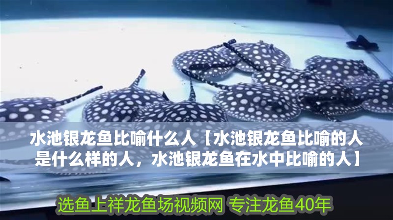 水池銀龍魚比喻什么人【水池銀龍魚比喻的人是什么樣的人，水池銀龍魚在水中比喻的人】
