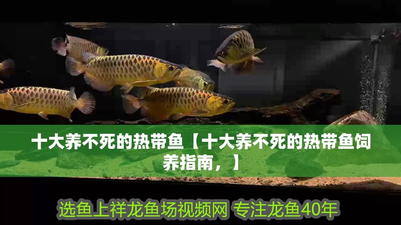 我的虎魚真菌感染了要怎么處理 十大養不死的熱帶魚【十大養不死的熱帶魚飼養指南,】 龍魚論壇 十大養不死的熱帶魚【十大養不死的熱帶魚飼養指南,】 十大養不死的熱帶魚【十大養不死的熱帶魚飼養指南,】 龍魚論壇