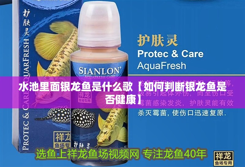 水池里面銀龍魚是什么歌【如何判斷銀龍魚是否健康】