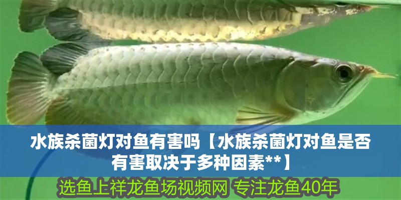 水族殺菌燈對魚有害嗎【水族殺菌燈對魚是否有害取決于多種因素**】