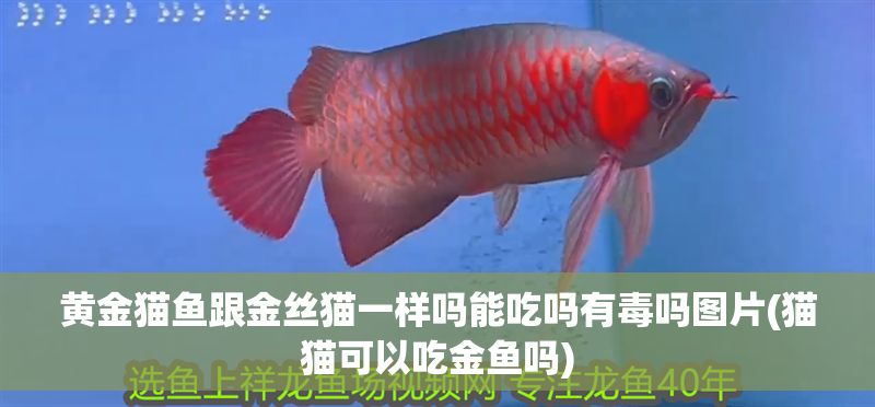 龍魚打架被咬死，龍魚打架一般不會導致死亡，飼養者應采取適當的措施