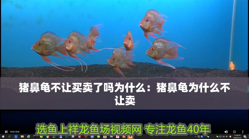 豬鼻龜不讓買賣了嗎為什么：豬鼻龜為什么不讓賣