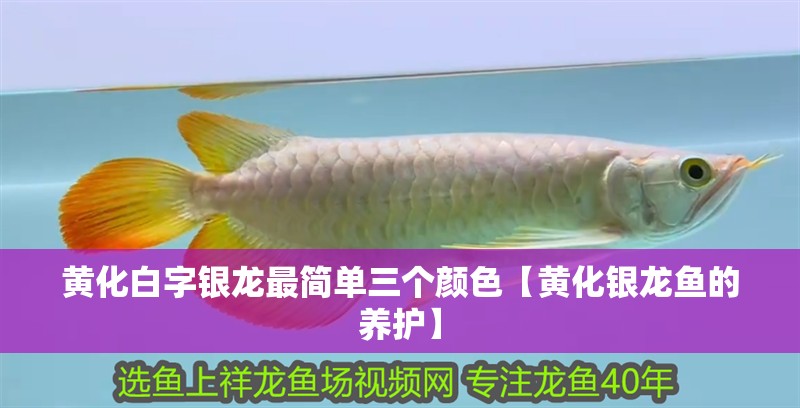 黃化白字銀龍最簡單三個顏色【黃化銀龍魚的養護】