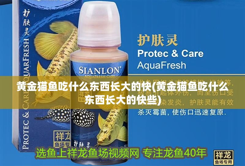 黃金貓魚吃什么東西長大的快(黃金貓魚吃什么東西長大的快些)