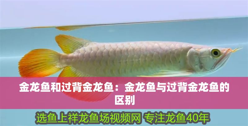 金龍魚和過背金龍魚：金龍魚與過背金龍魚的區(qū)別