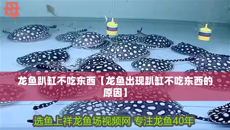 龍魚趴缸不吃東西【龍魚出現(xiàn)趴缸不吃東西的原因】