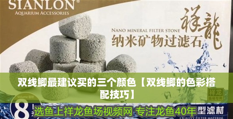 雙線鯽最建議買的三個顏色【雙線鯽的色彩搭配技巧】 雙線鯽最建議買的三個顏色【雙線鯽的色彩搭配技巧】 龍魚論壇