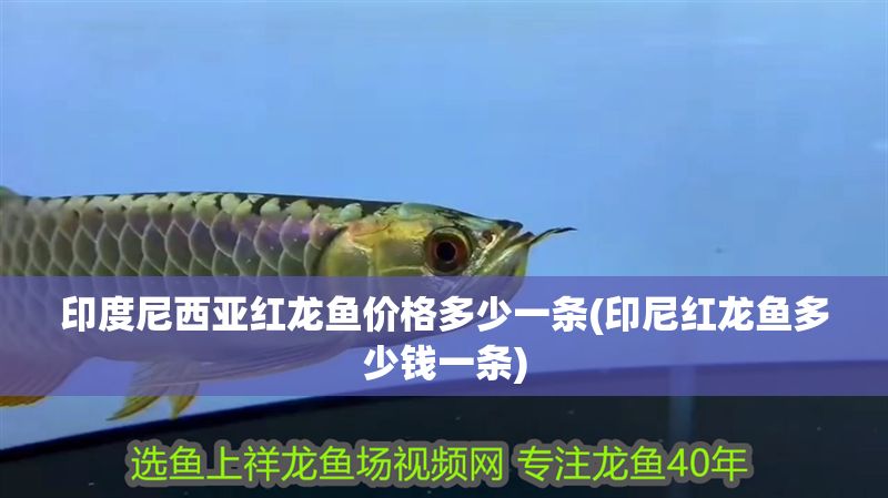 印度尼西亞紅龍魚價格多少一條(印尼紅龍魚多少錢一條)
