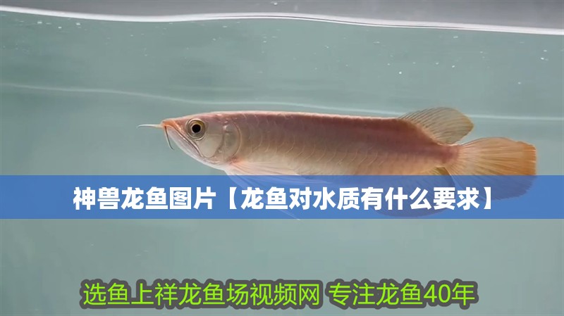 神獸龍魚圖片【龍魚對水質有什么要求】