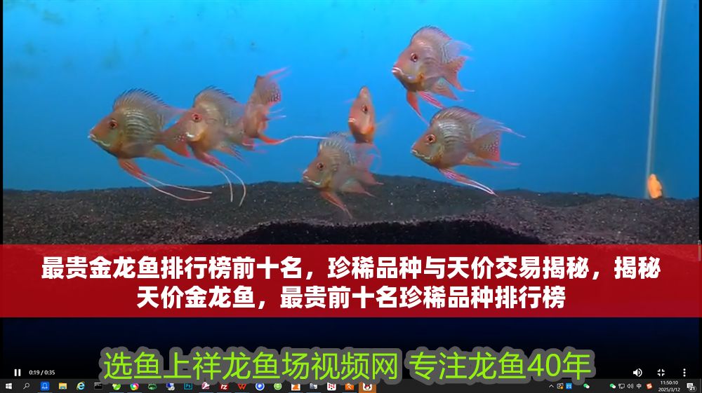 最貴金龍魚排行榜前十名，珍稀品種與天價交易揭秘，揭秘天價金龍魚，最貴前十名珍稀品種排行榜
