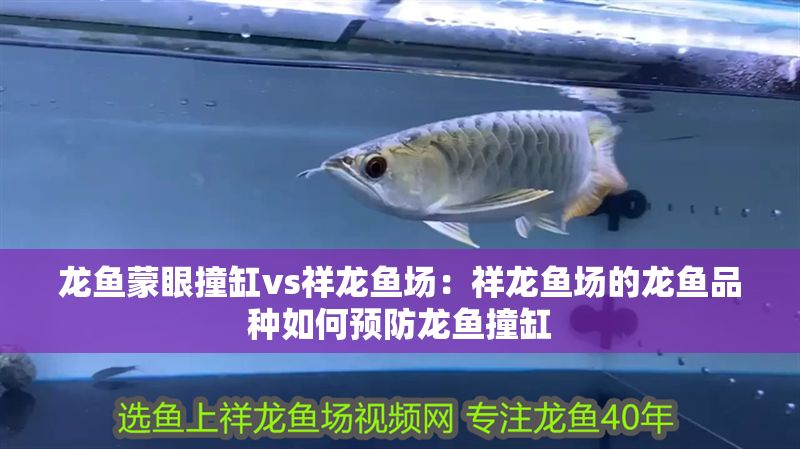 龍魚蒙眼撞缸vs祥龍魚場(chǎng)：祥龍魚場(chǎng)的龍魚品種如何預(yù)防龍魚撞缸