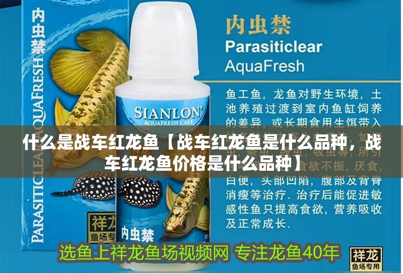 什么是戰車紅龍魚【戰車紅龍魚是什么品種，戰車紅龍魚價格是什么品種】 什么是戰車紅龍魚【戰車紅龍魚是什么品種，戰車紅龍魚價格是什么品種】 水族問答