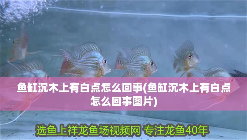 魚缸沉木上有白點(diǎn)怎么回事(魚缸沉木上有白點(diǎn)怎么回事圖片)