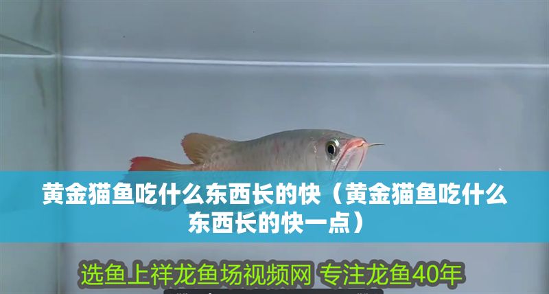 黃金貓魚吃什么東西長的快（黃金貓魚吃什么東西長的快一點）
