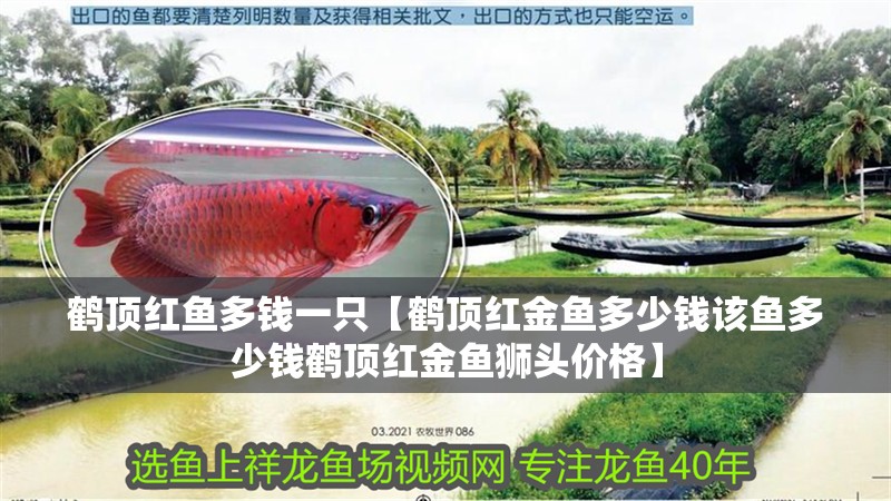 鶴頂紅魚多錢一只【鶴頂紅金魚多少錢該魚多少錢鶴頂紅金魚獅頭價格】