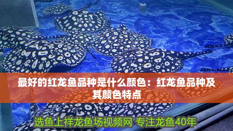 最好的紅龍魚品種是什么顏色：紅龍魚品種及其顏色特點
