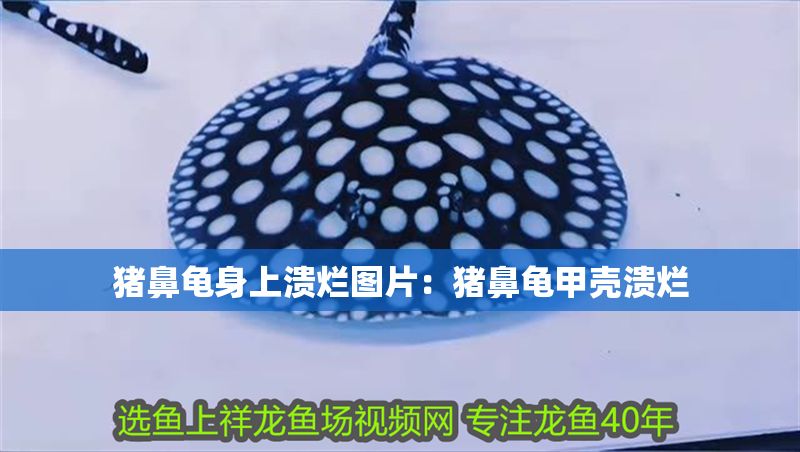 豬鼻龜身上潰爛圖片：豬鼻龜甲殼潰爛