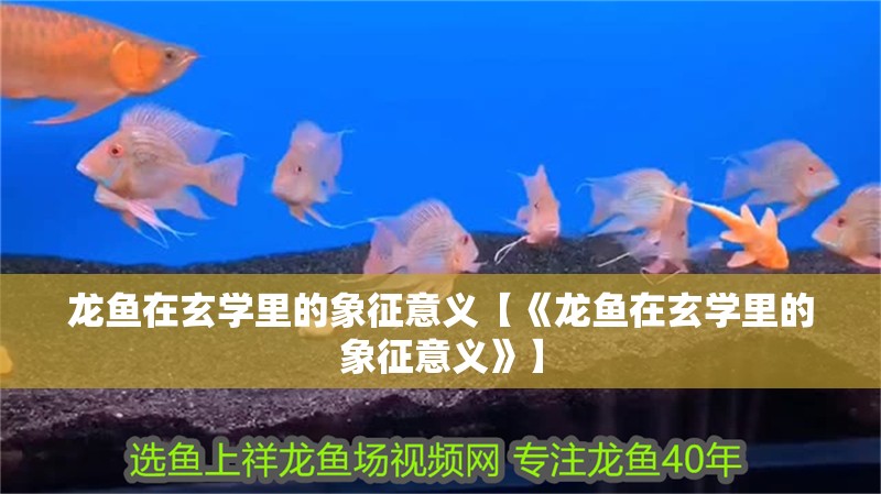 龍魚在玄學里的象征意義【《龍魚在玄學里的象征意義》】