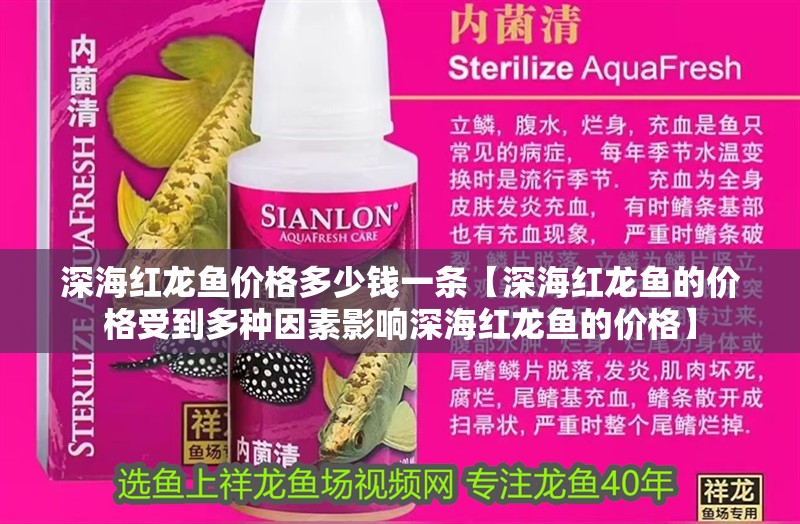 深海紅龍魚價格多少錢一條【深海紅龍魚的價格受到多種因素影響深海紅龍魚的價格】