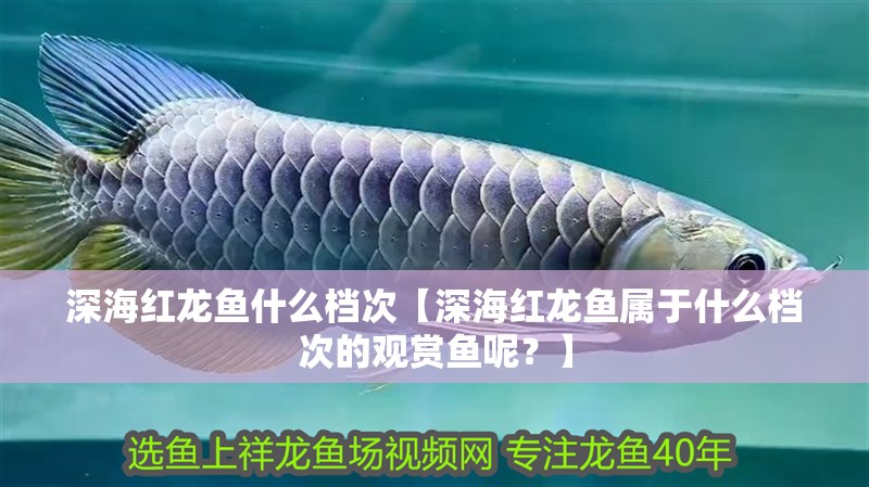 深海紅龍魚什么檔次【深海紅龍魚屬于什么檔次的觀賞魚呢？】
