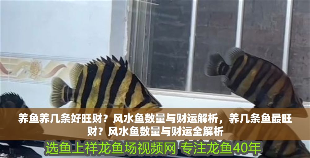 養魚養幾條好旺財？風水魚數量與財運解析，養幾條魚最旺財？風水魚數量與財運全解析