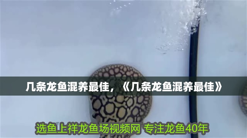 幾條龍魚(yú)混養(yǎng)最佳，《幾條龍魚(yú)混養(yǎng)最佳》