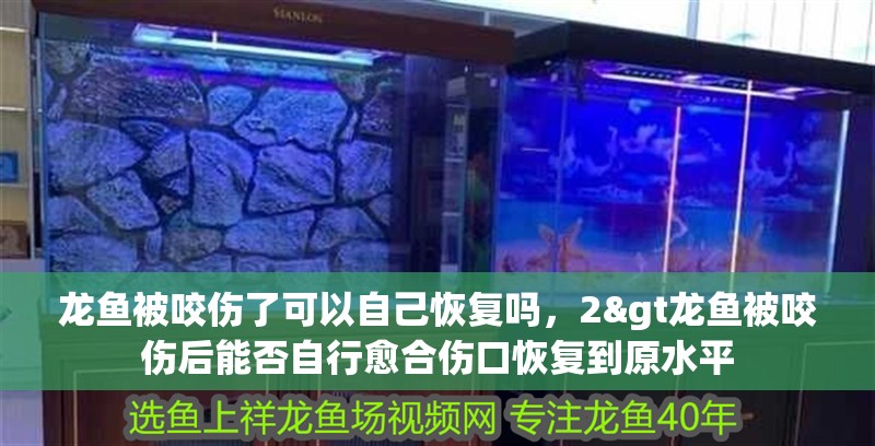 龍魚被咬傷了可以自己恢復嗎，2&gt龍魚被咬傷后能否自行愈合傷口恢復到原水平 龍魚被咬傷了可以自己恢復嗎，2&gt龍魚被咬傷后能否自行愈合傷口恢復到原水平 水族問答