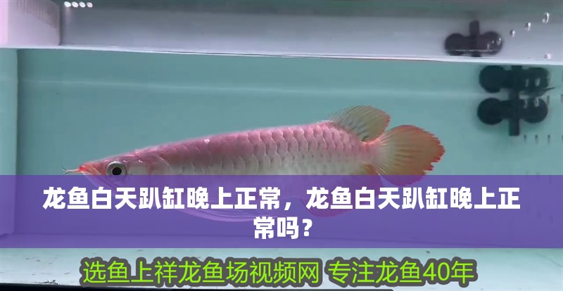 龍魚(yú)白天趴缸晚上正常，龍魚(yú)白天趴缸晚上正常嗎？