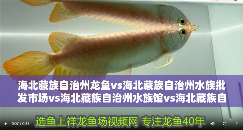 海北藏族自治州龍魚vs海北藏族自治州水族批發市場vs海北藏族自治州水族館vs海北藏族自治州魚缸批發市場vs祥龍魚場：海北藏族自治州水族市場分布 海北藏族自治州龍魚vs海北藏族自治州水族批發市場vs海北藏族自治州水族館vs海北藏族自治州魚缸批發市場vs祥龍魚場：海北藏族自治州水族市場分布 祥龍魚場各市分站 第2張