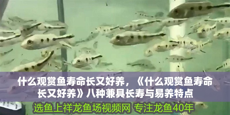 什么觀賞魚壽命長又好養，《什么觀賞魚壽命長又好養》八種兼具長壽與易養特點