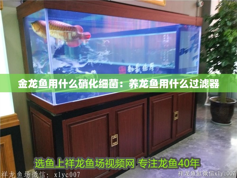 金龍魚用什么硝化細(xì)菌：養(yǎng)龍魚用什么過濾器