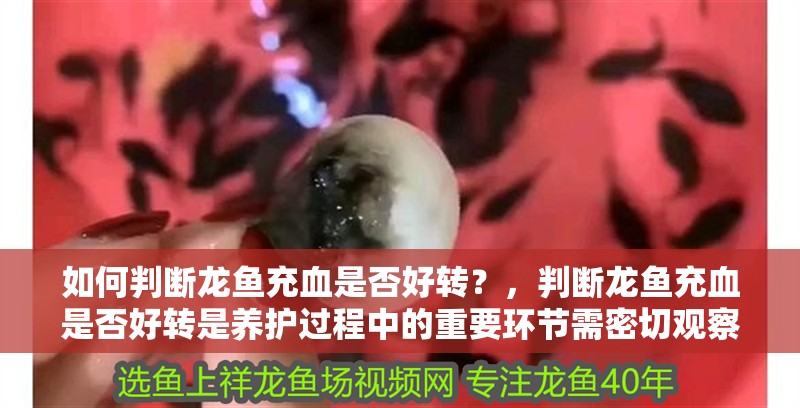 如何判斷龍魚充血是否好轉？，判斷龍魚充血是否好轉是養護過程中的重要環節需密切觀察