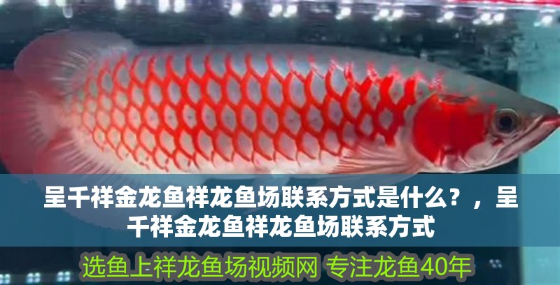 呈千祥金龍魚祥龍魚場聯系方式是什么？，呈千祥金龍魚祥龍魚場聯系方式 呈千祥金龍魚祥龍魚場聯系方式是什么？，呈千祥金龍魚祥龍魚場聯系方式 龍魚百科