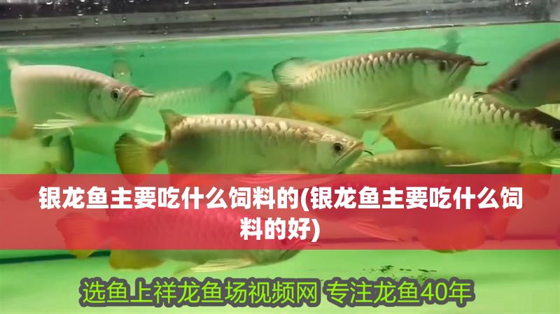 銀龍魚主要吃什么飼料的(銀龍魚主要吃什么飼料的好)