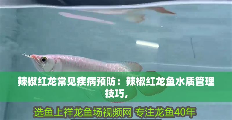 辣椒紅龍常見疾病預(yù)防：辣椒紅龍魚水質(zhì)管理技巧,