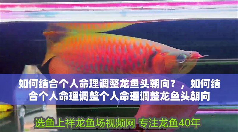 如何結(jié)合個(gè)人命理調(diào)整龍魚(yú)頭朝向？，如何結(jié)合個(gè)人命理調(diào)整個(gè)人命理調(diào)整龍魚(yú)頭朝向