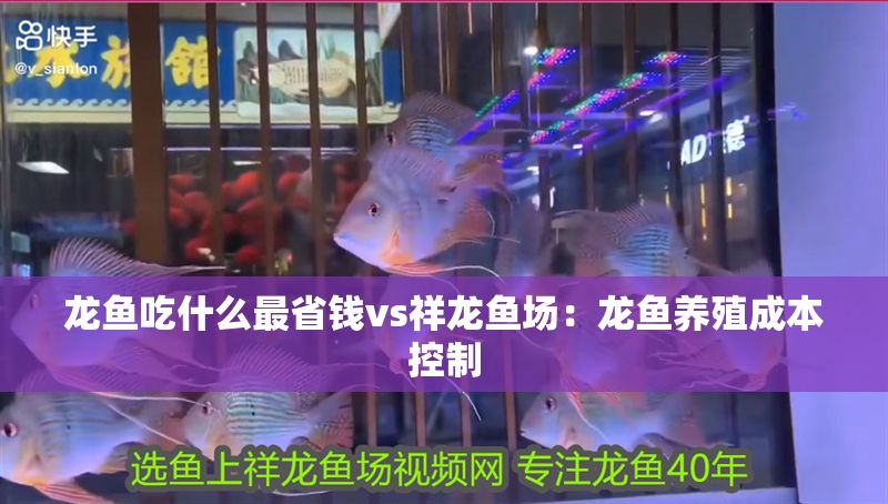 龍魚(yú)吃什么最省錢(qián)vs祥龍魚(yú)場(chǎng)：龍魚(yú)養(yǎng)殖成本控制