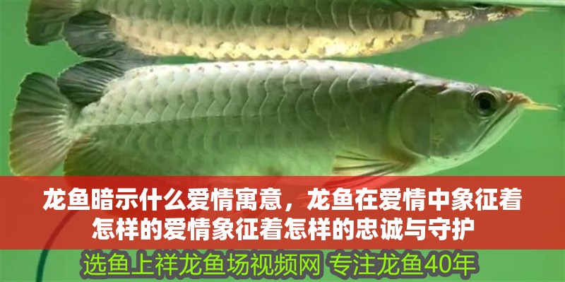 龍魚暗示什么愛情寓意，龍魚在愛情中象征著怎樣的愛情象征著怎樣的忠誠與守護