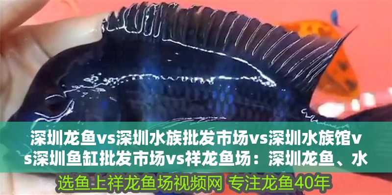 深圳龍魚vs深圳水族批發市場vs深圳水族館vs深圳魚缸批發市場vs祥龍魚場：深圳龍魚、水族批發市場、水族館、魚缸批發市場、魚缸批發市場