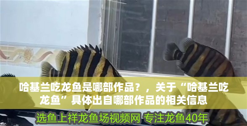 哈基蘭吃龍魚是哪部作品？，關于“哈基蘭吃龍魚”具體出自哪部作品的相關信息